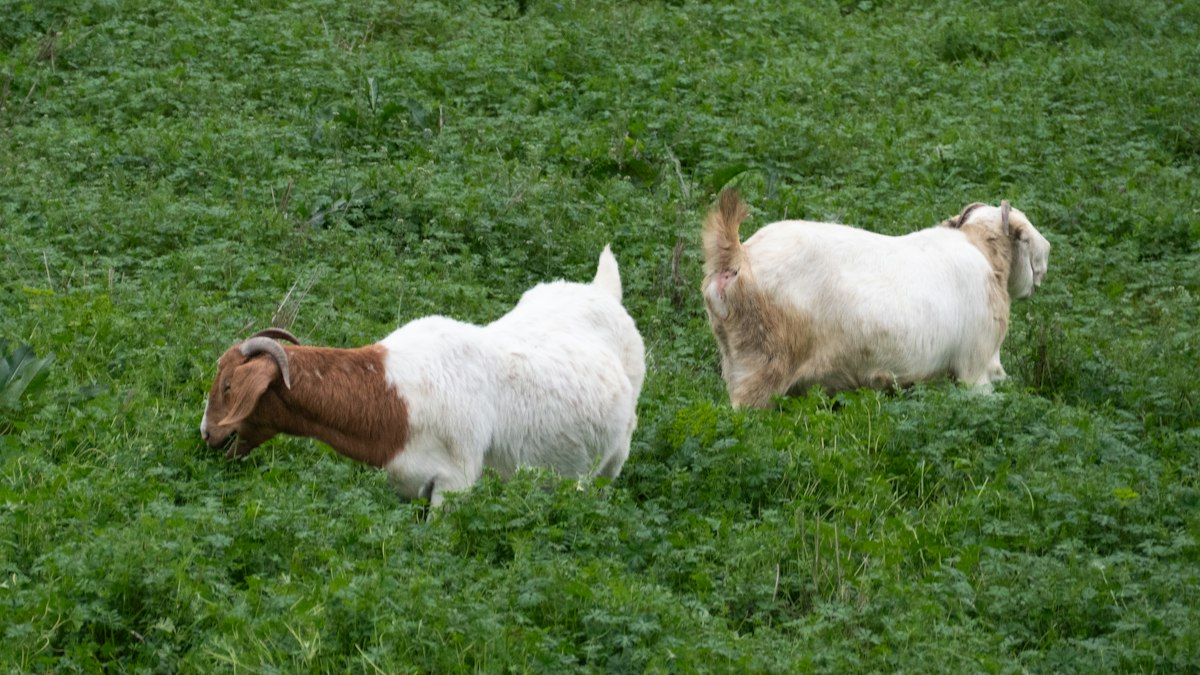 Yoga con cabras: una práctica que combina ejercicio y contacto con la naturaleza