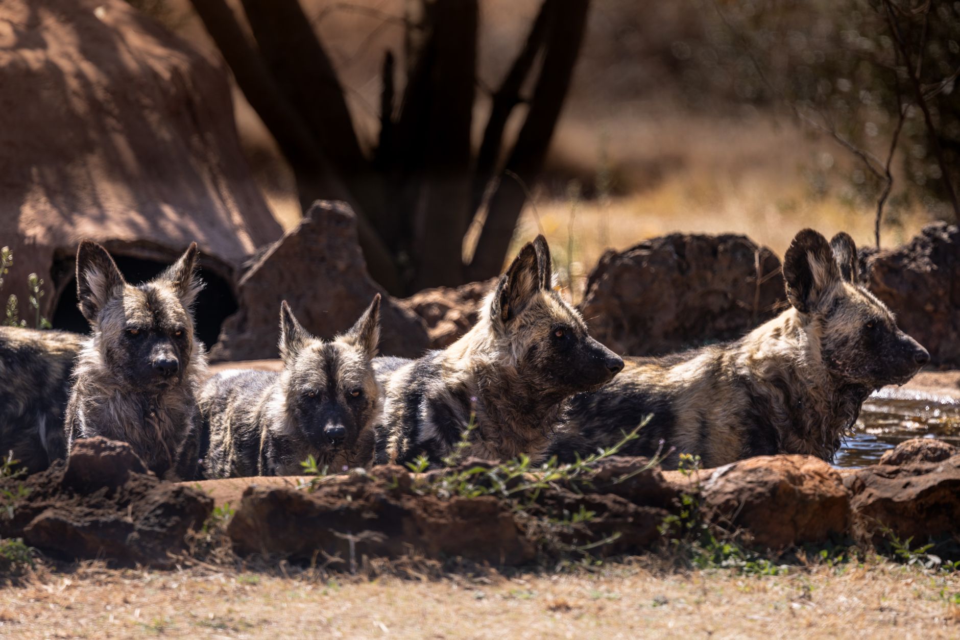 Tres perros salvajes africanos baten récord al recorrer 4.000 km en busca de pareja