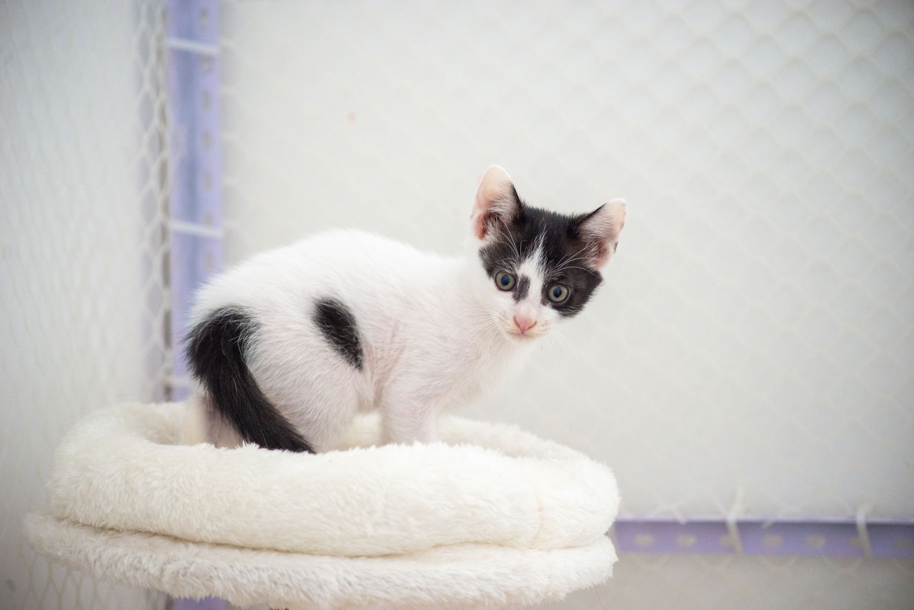 Fundación rescatadora de gatitos pide apoyo para no cerrar sus puertas