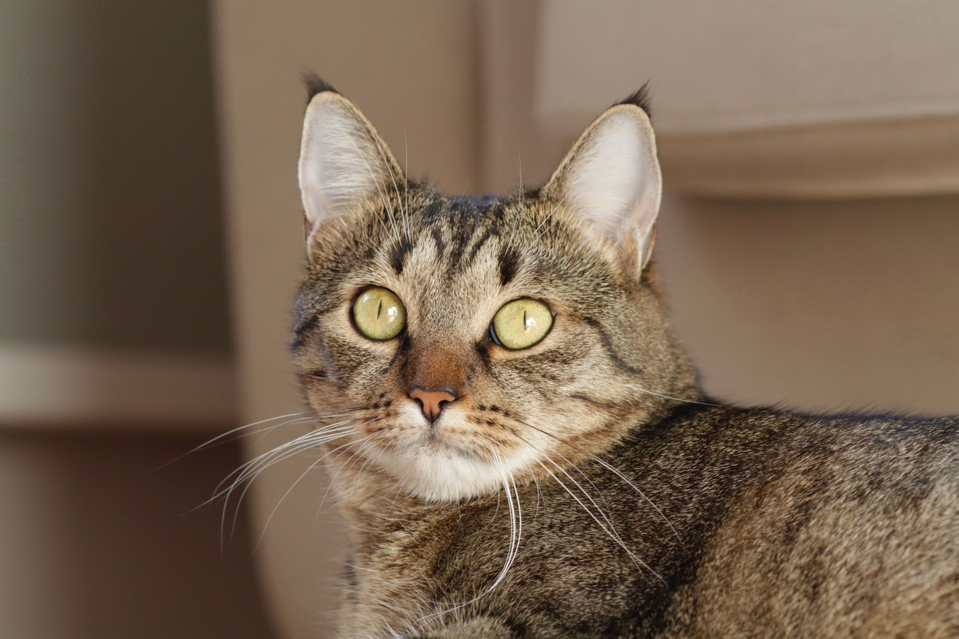 Rusia encabeza el mundo en tenencia de gatos como mascotas