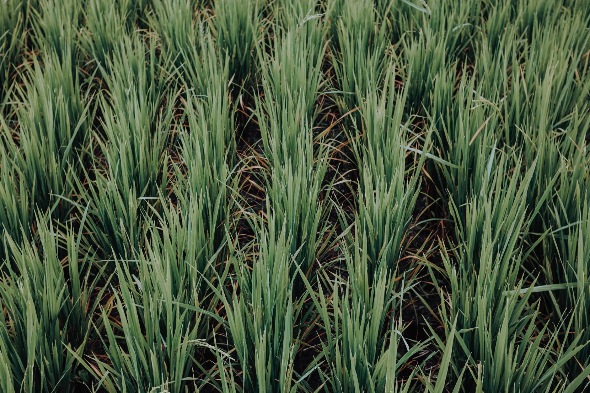 Nanotecnología e inteligencia artificial transforman la nutrición de cultivos agrícolas