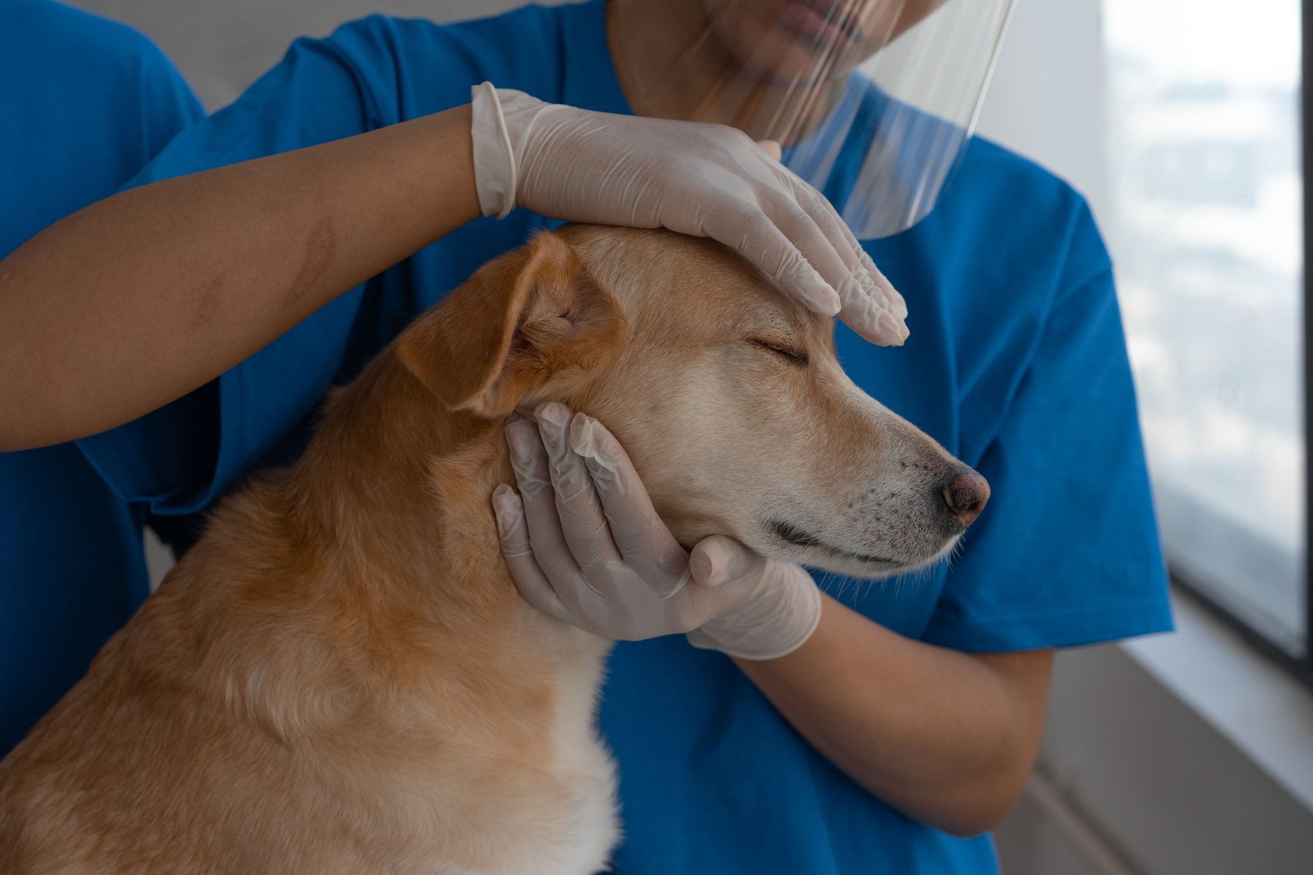 Por qué los perros de razas grandes suelen vivir menos que los pequeños, según la ciencia