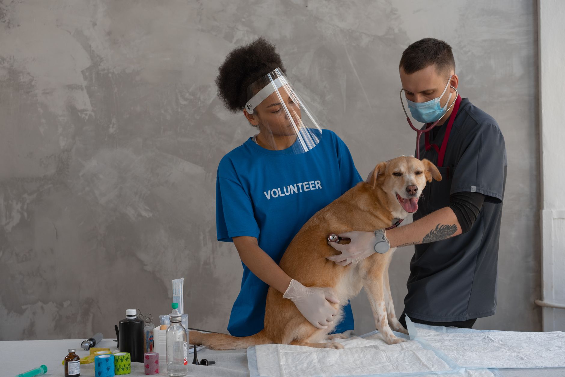 Denuncian falta de medicamentos para atender animales en Popayán, según Proclama del Pacífico
