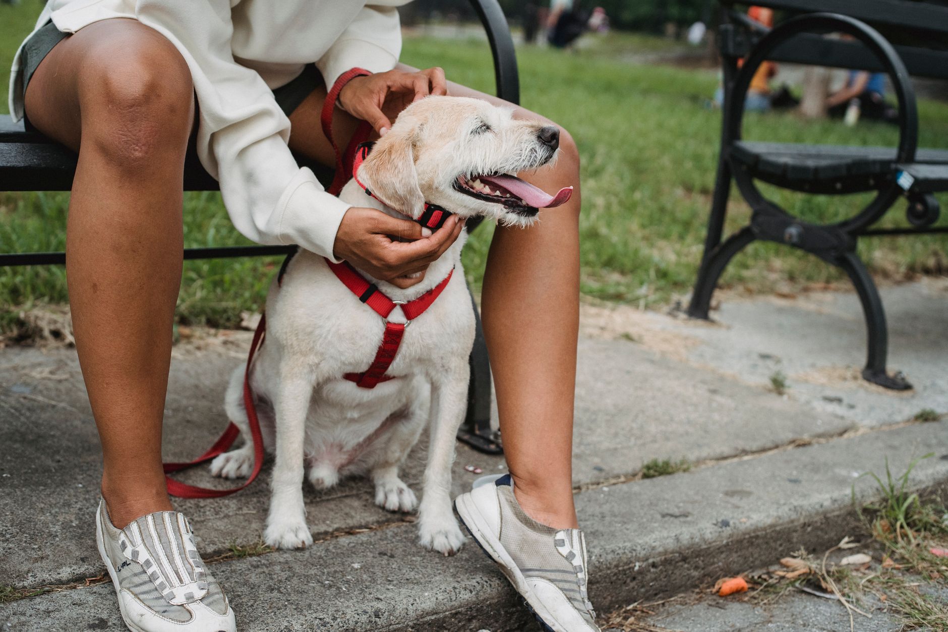 Las mascotas favorecen el bienestar emocional y la actividad física de las personas mayores